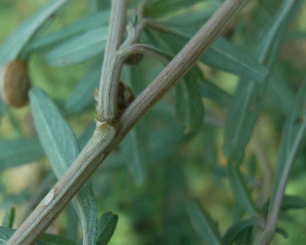 Amaranthus muricatus / Amaranto muricato